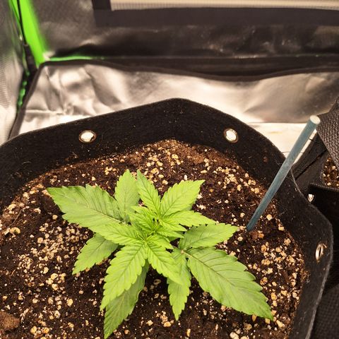 Orion F1 #2 growlog timeline photo