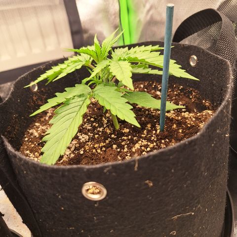 Orion F1 #2 growlog timeline photo