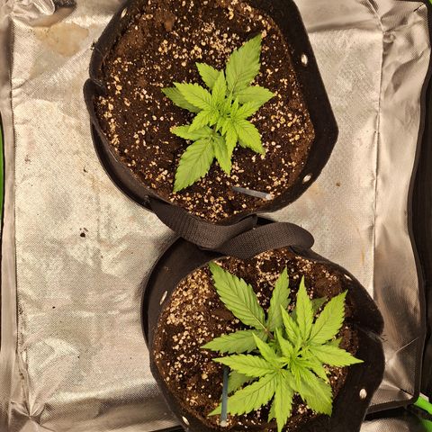 Orion F1 #2 growlog timeline photo