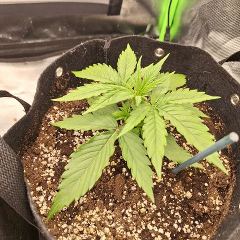 Orion F1 #2 growlog timeline photo
