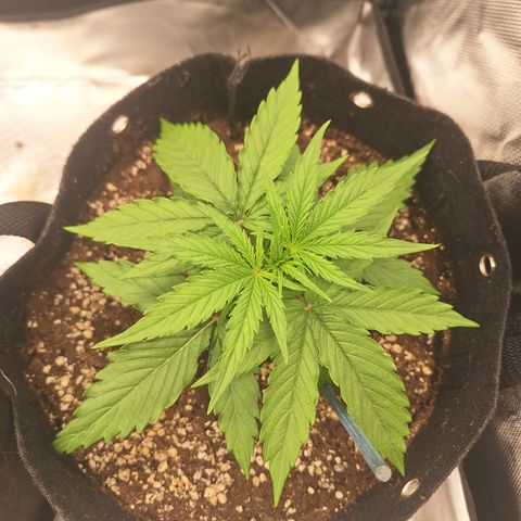 Orion F1 #2 growlog timeline photo