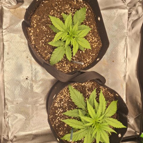 Orion F1 #2 growlog timeline photo