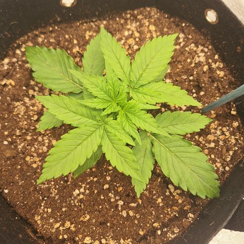 Orion F1 #2 growlog timeline photo