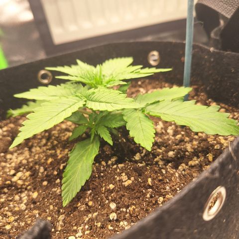 Orion F1 #2 growlog timeline photo