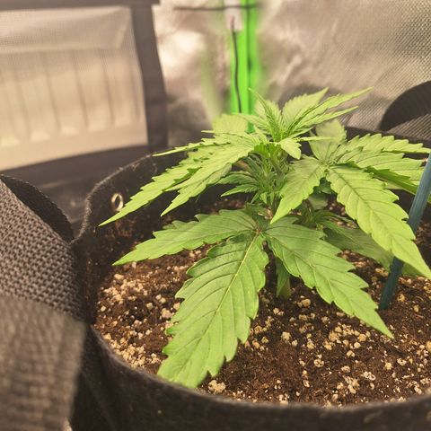 Orion F1 #2 growlog timeline photo