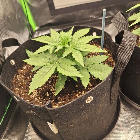 Orion F1 #2 growlog timeline photo