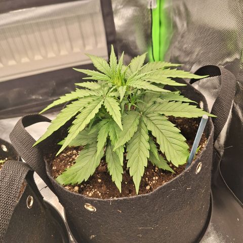 Orion F1 #2 growlog timeline photo