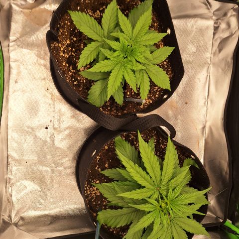Orion F1 #2 growlog timeline photo