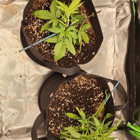 Orion F1 #2 growlog timeline photo