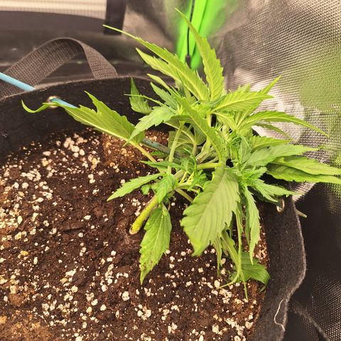 Orion F1 #2 growlog timeline photo