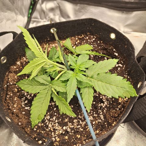 Orion F1 #2 growlog timeline photo