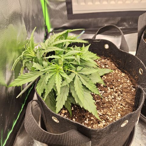 Orion F1 #2 growlog timeline photo