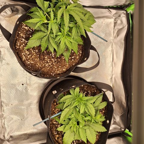 Orion F1 #2 growlog timeline photo