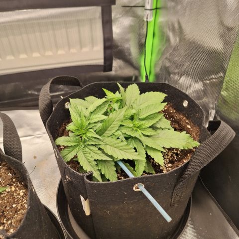 Orion F1 #2 growlog timeline photo