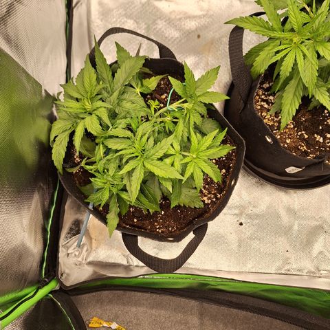 Orion F1 #2 growlog timeline photo