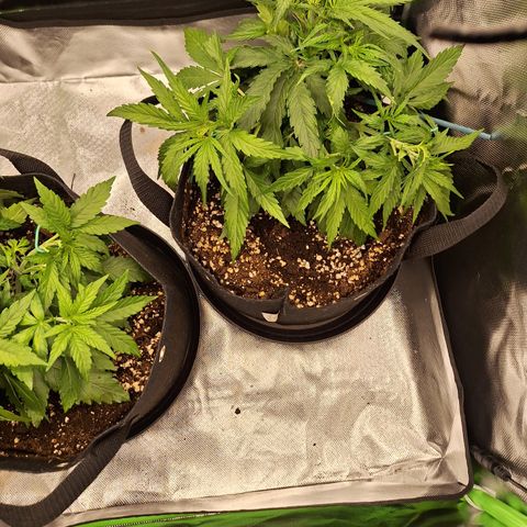 Orion F1 #2 growlog timeline photo