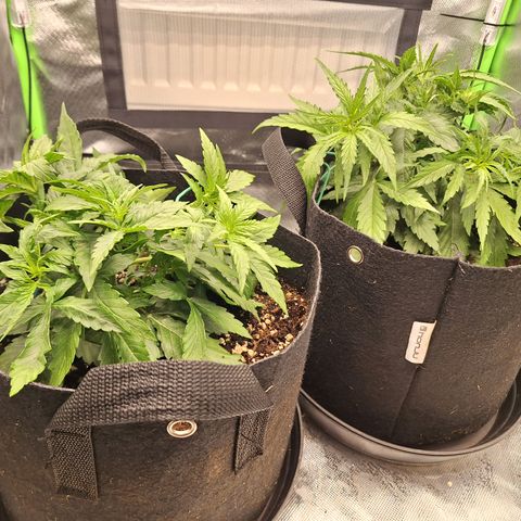 Orion F1 #2 growlog timeline photo