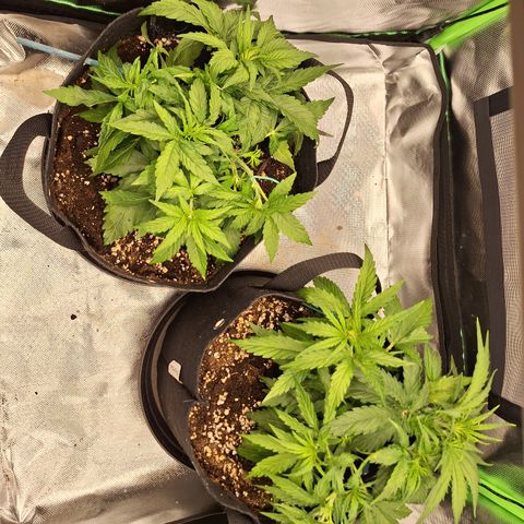 Orion F1 #2 growlog timeline photo