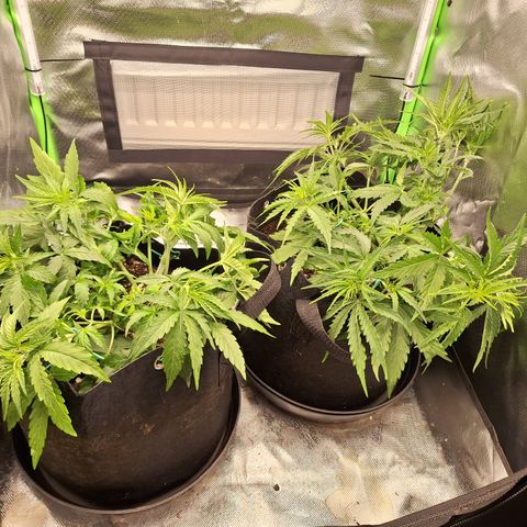 Orion F1 #2 growlog timeline photo