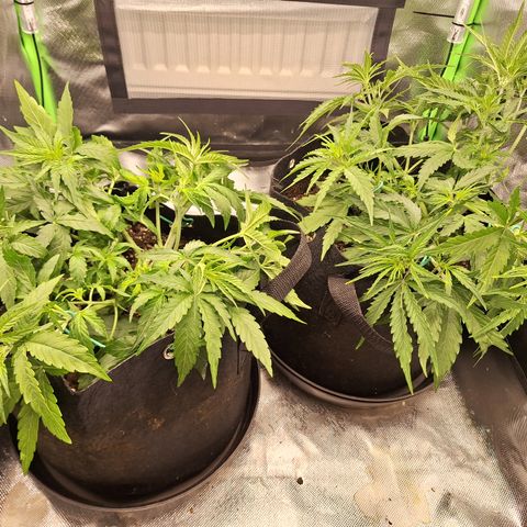 Orion F1 #2 growlog timeline photo
