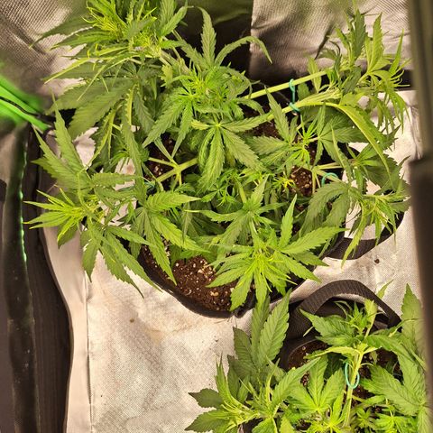 Orion F1 #2 growlog timeline photo