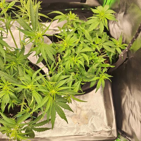 Orion F1 #2 growlog timeline photo