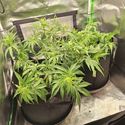 Orion F1 #2 growlog timeline photo
