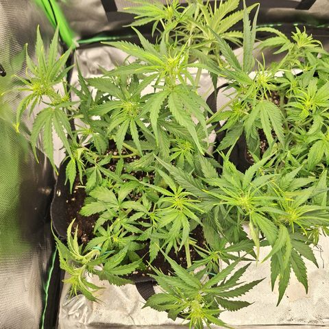 Orion F1 #2 growlog timeline photo