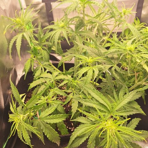 Orion F1 #2 growlog timeline photo