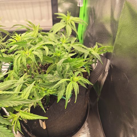 Orion F1 #2 growlog timeline photo