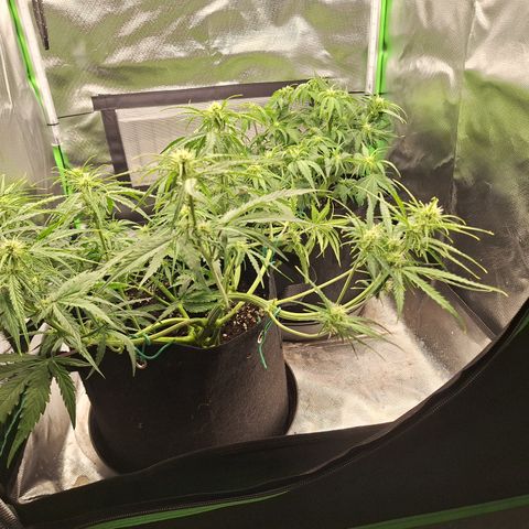 Orion F1 #2 growlog timeline photo