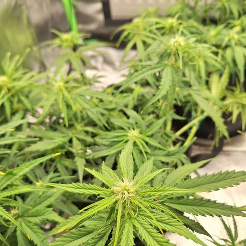 Orion F1 #2 growlog timeline photo