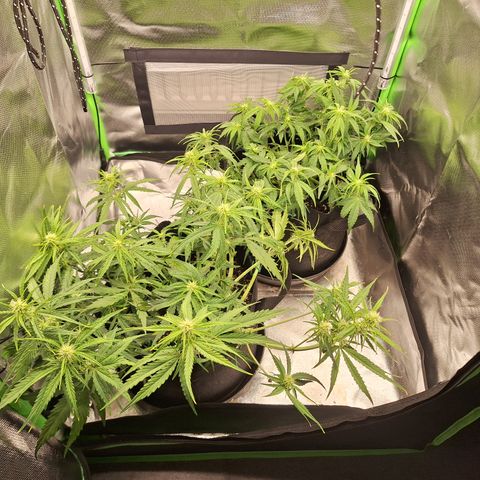 Orion F1 #2 growlog timeline photo