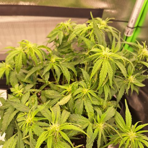 Orion F1 #2 growlog timeline photo