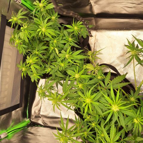 Orion F1 #2 growlog timeline photo