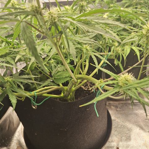 Orion F1 #2 growlog timeline photo