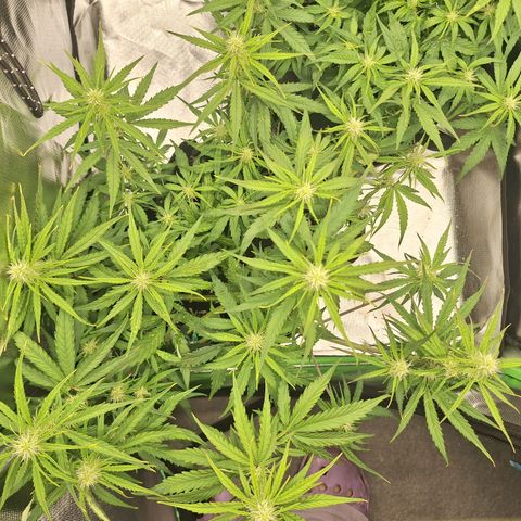 Orion F1 #2 growlog timeline photo