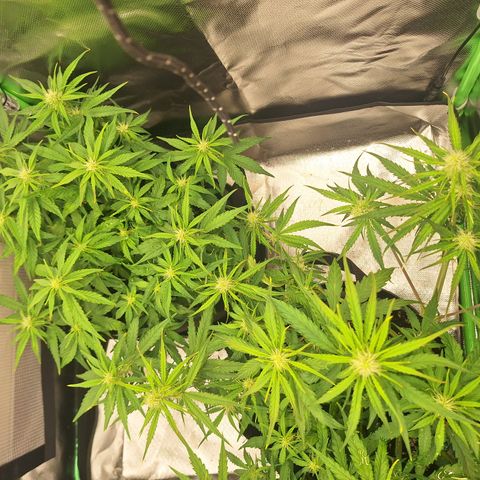 Orion F1 #2 growlog timeline photo