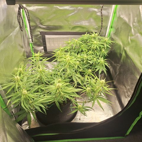 Orion F1 #2 growlog timeline photo