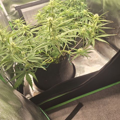 Orion F1 #2 growlog timeline photo