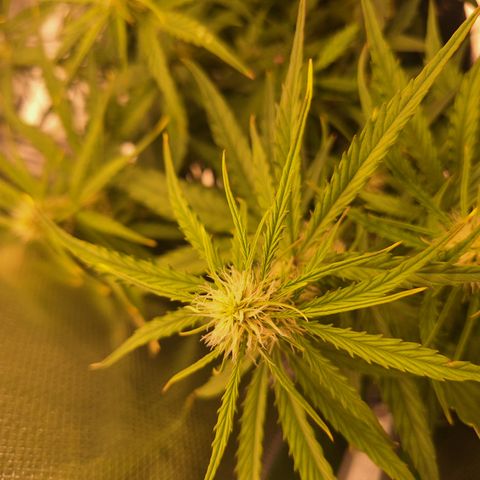 Orion F1 #2 growlog timeline photo
