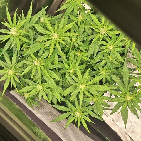Orion F1 #2 growlog timeline photo