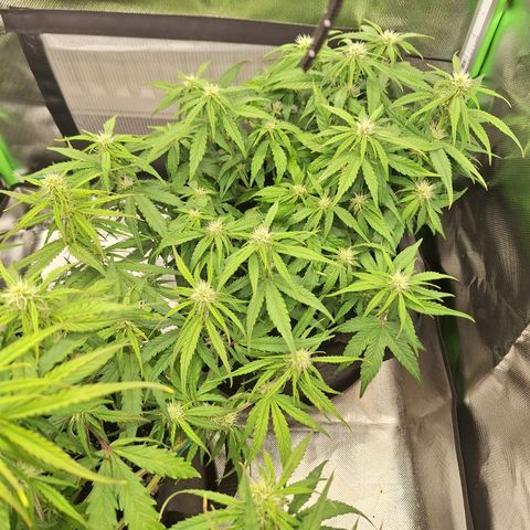 Orion F1 #2 growlog timeline photo