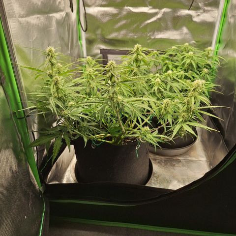 Orion F1 #2 growlog timeline photo