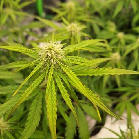 Orion F1 #2 growlog timeline photo