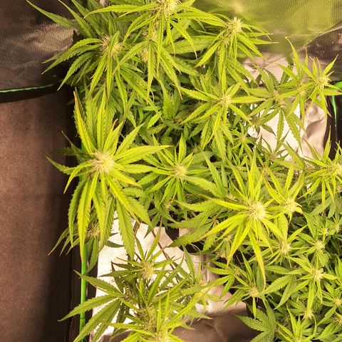 Orion F1 #2 growlog timeline photo