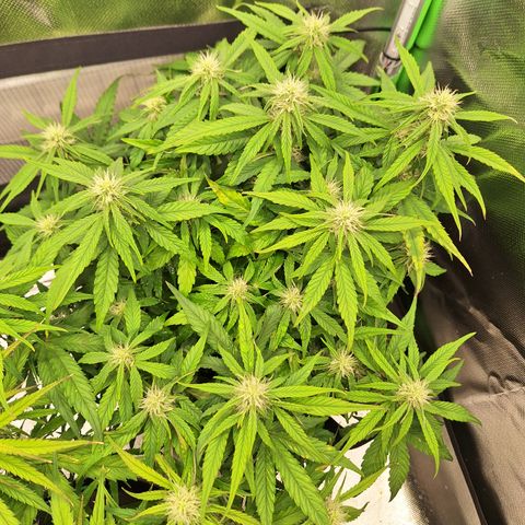 Orion F1 #2 growlog timeline photo