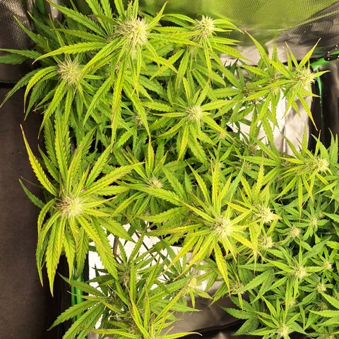 Orion F1 #2 growlog timeline photo