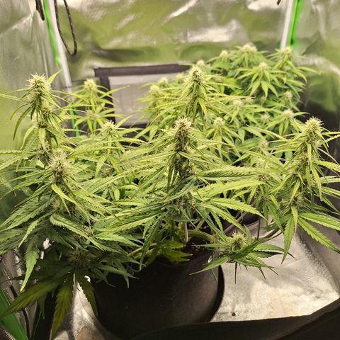 Orion F1 #2 growlog timeline photo
