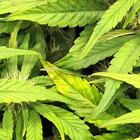 Orion F1 #2 growlog timeline photo